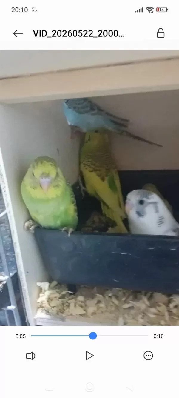 Yavrulu Muhabbet Kuşu