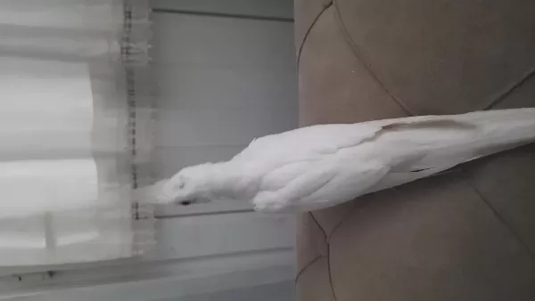 Albino Sultan Papağanı Yavrular