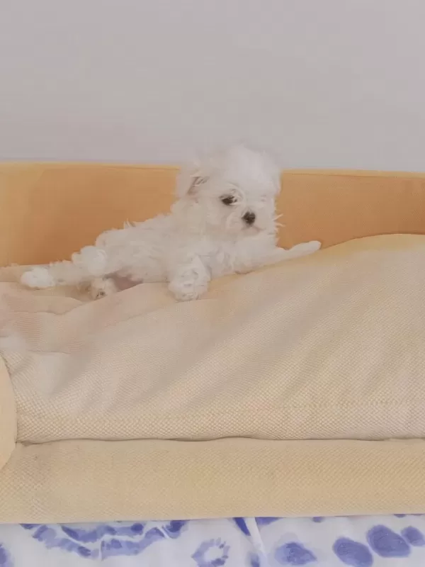 Pamuk Gibi Maltese Kızımız