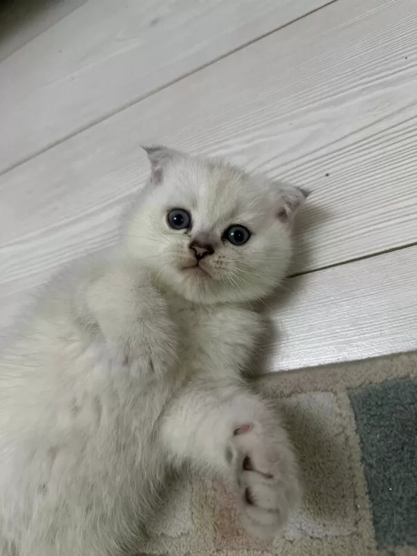 Top Kafa Scottish Fold