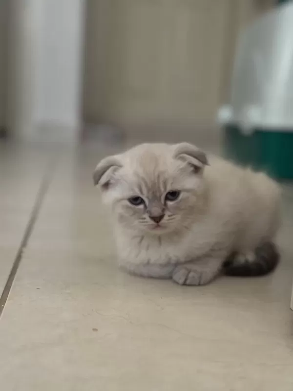 1.5 Aylık Scottish Fold Yavrular