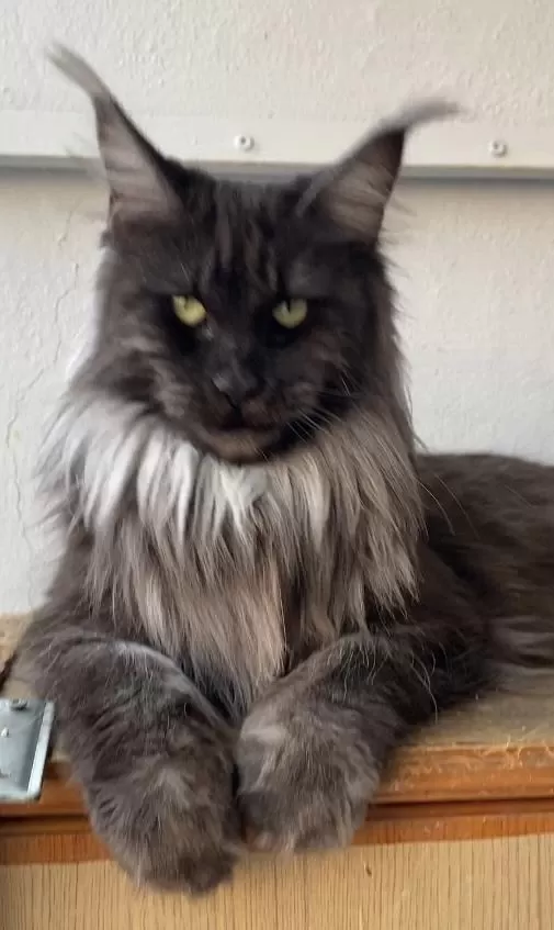 Xxxl 2 Erkek Yavru Maine Coon