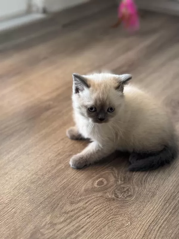 Scottish Ve British Shorthair Blue Point Yavrular