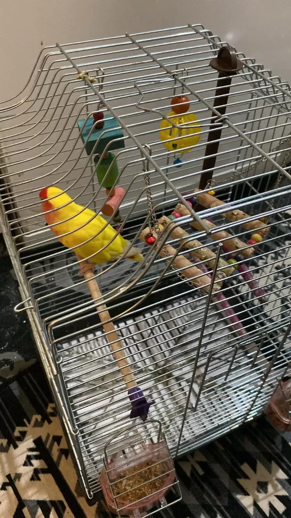 Erkek Cennet Papağanı Kafesiyle Birlikte
