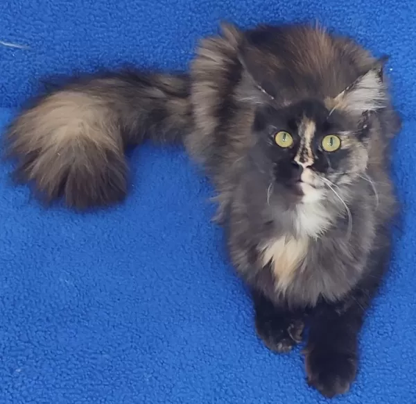 11 Aylık Maine Coon Dişi Teslime Hazırdır