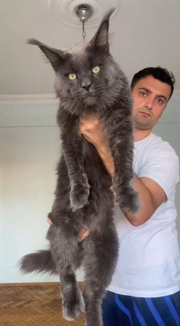Xxl Yurt Dişi Üst Kalite Erkek Kediler