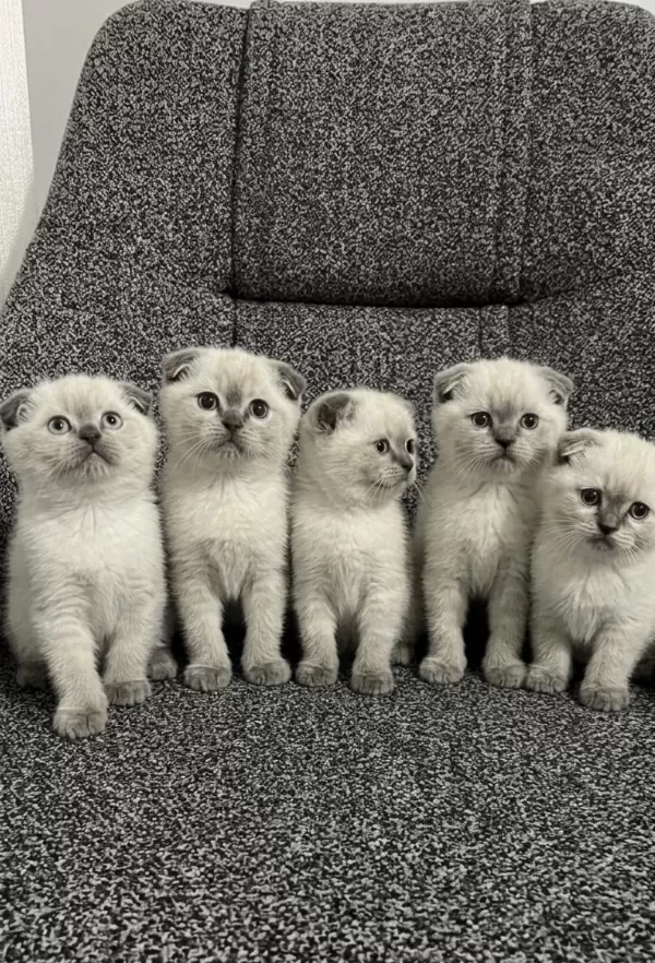 Safkan Scottish Fold Yavrularımız