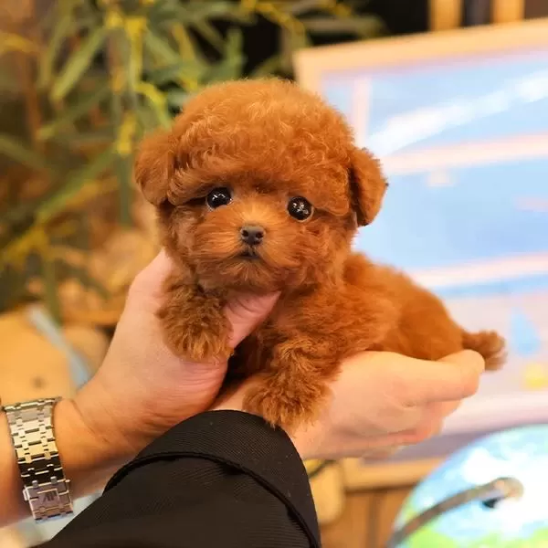 Saglik Ve İrk Garantili Toy Poodle Yavrularim