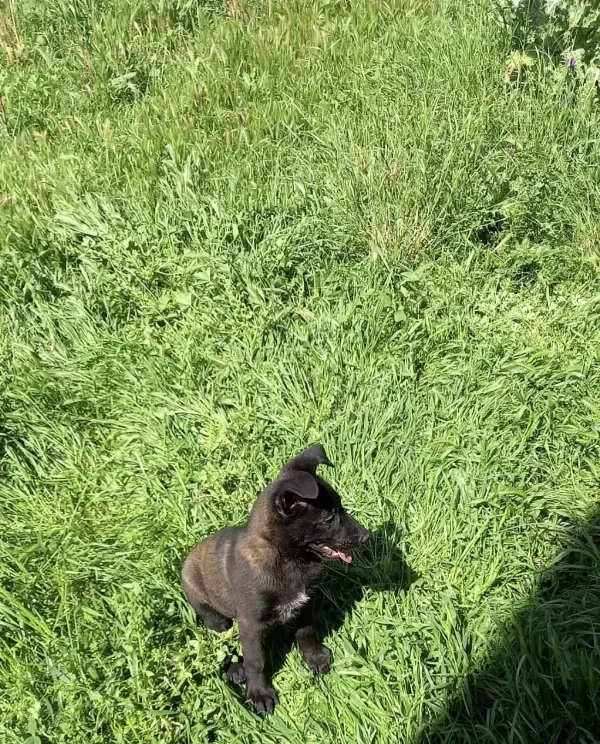 A Kalite Arayana Full Aşılı Erkek Malinois Yavru