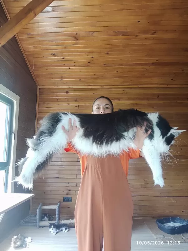 Tüm Aşı Ve Belgeler İle Eksiksiz Kayıtlı Şecereli Maine Coon