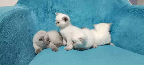40 Günlük Bluepoint Yavru Kediler