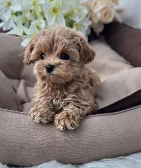 Türkiyenin En Özel Micro Teacup Maltipoo Yavruları
