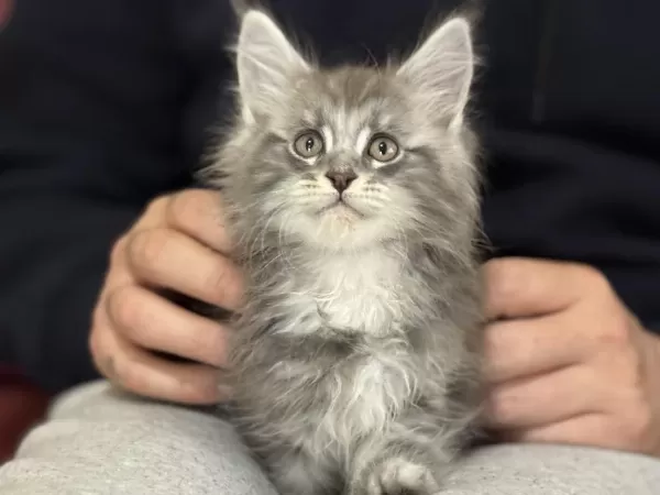 Yasal Ruhsatlı Çiftlikden Maine Coon Yavrularımız