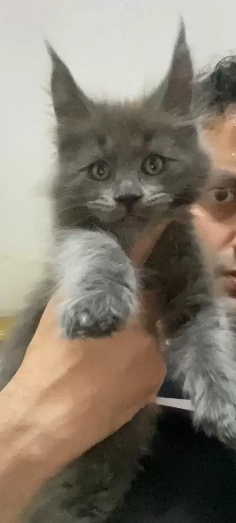 Xxl Yurt Dişi Üst Kalite Erkek Kediler