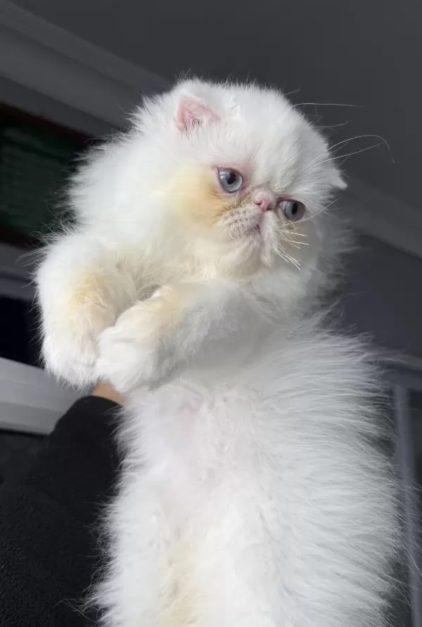 İran Persian (mükemmel Kalite)