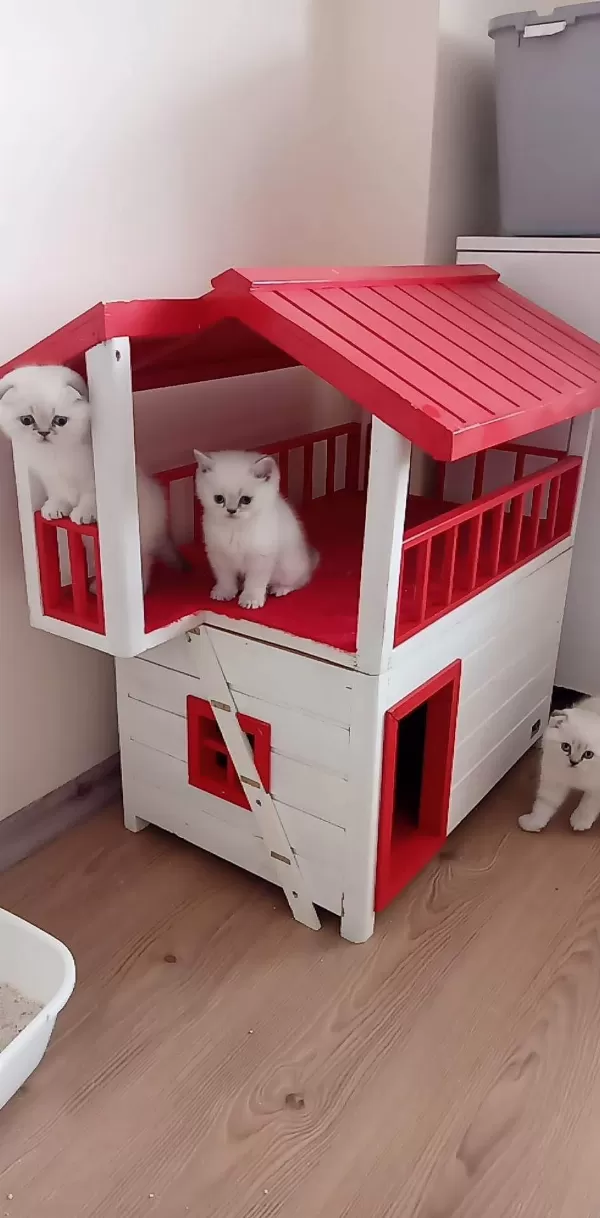 Koca Kafa Baby Face Scottish Fold Yavruları