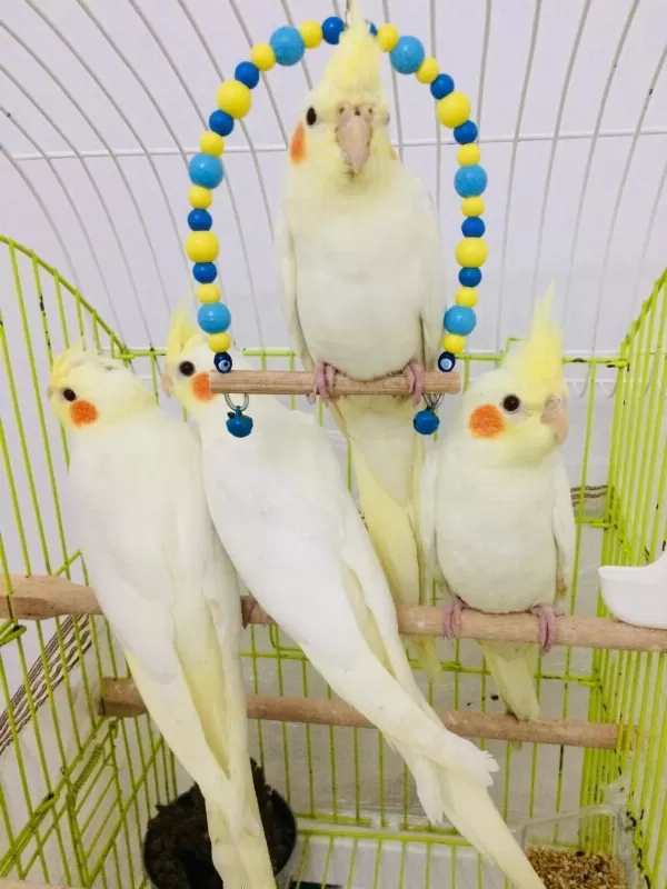 El Beslemesi Full Evcil Yeni Yeme Düşen Yavru Bebek Sultan
