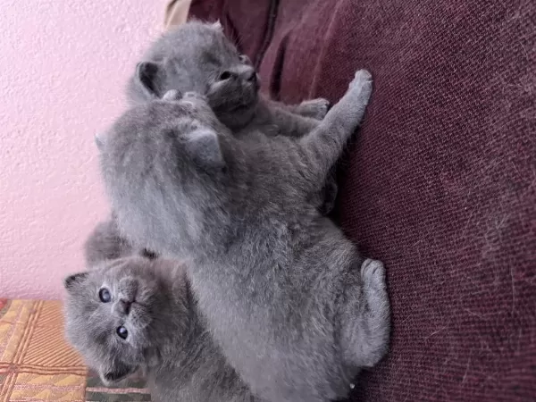 British Shorthair Yavru