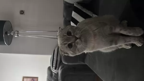 Scottish Fold Oğlum Paşayı Sahiplendiriyorum