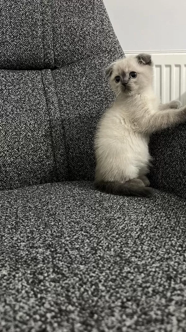 Safkan Scottish Fold Yavrularımız
