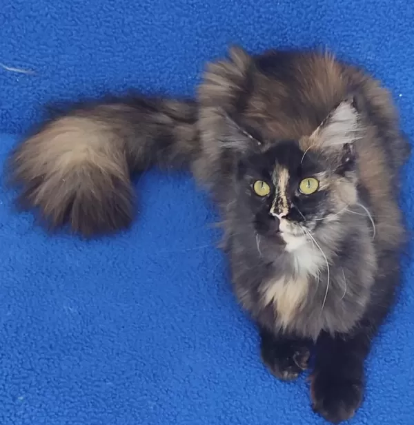 11 Aylık Maine Coon Dişi Teslime Hazırdır