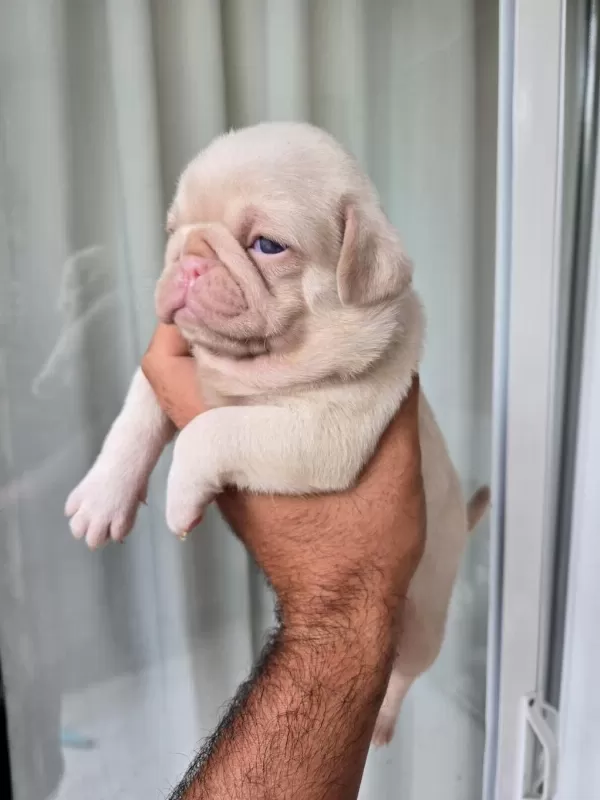 Güzeler Güzeli Pug Mops Türünün En İyisi