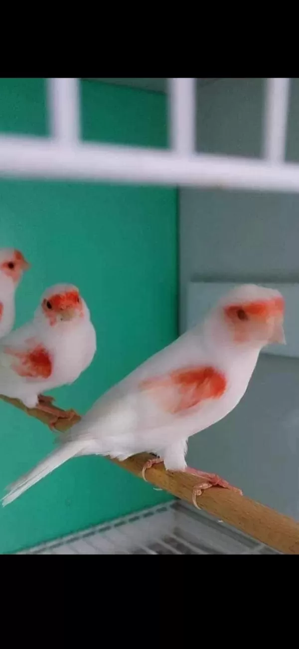 Eşsiz Üst Düzey Almozaik Kanaryalar