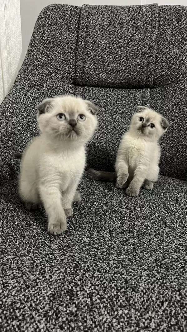 Safkan Scottish Fold Yavrularımız