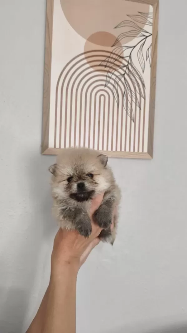 Pomeranian Boo Erkek Ve Dişi Yavrularımız