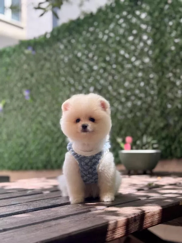 Sağlik Ve İrk Garantili Pomeranian Köpeği