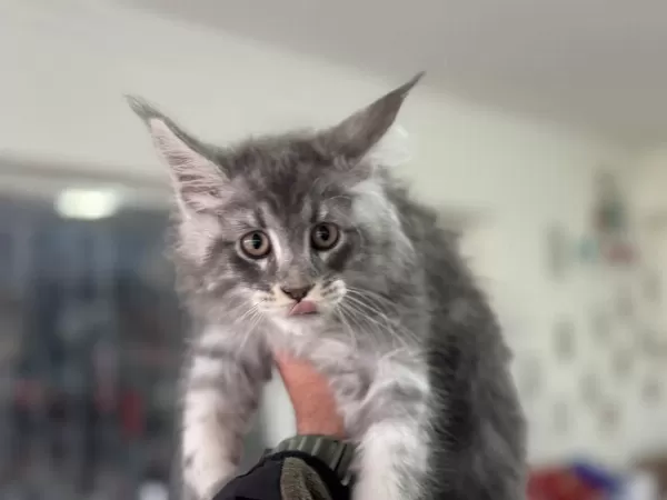 Show Kalite Sçr Belgeli Maine Coon Yavrularımız
