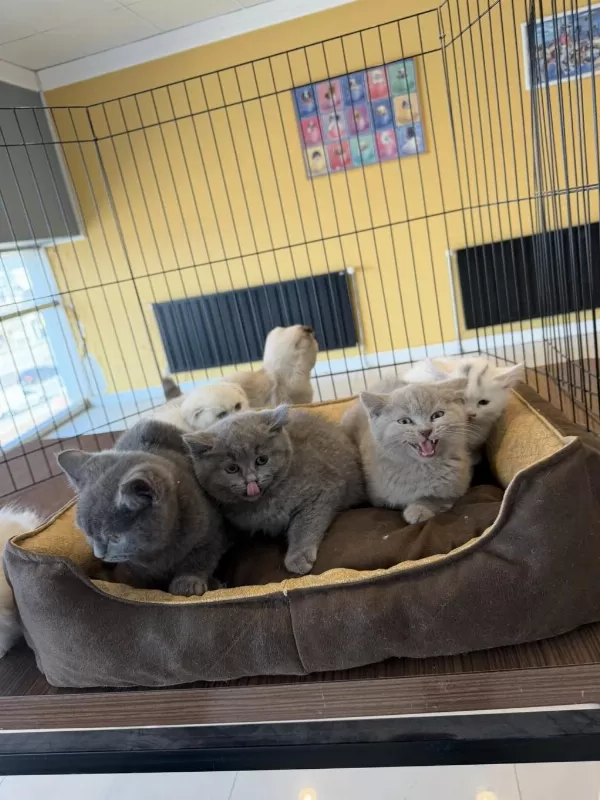 Orjinal British Shorthair Yavrularımız Safkan Belgeli