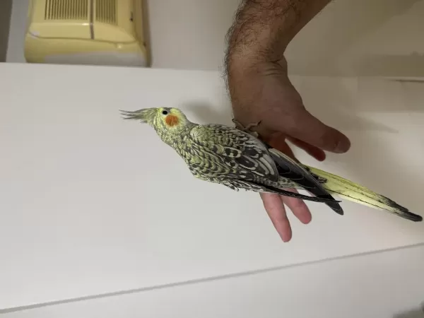 Bayram Şekeri Jumbo Erkek Sultan Papağanı