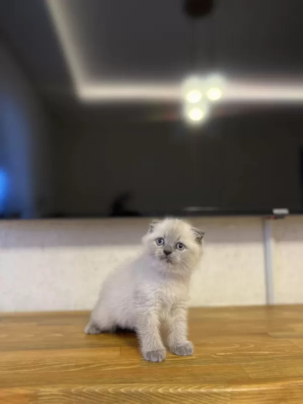 Scottish Fold Blue Point Yavrularim