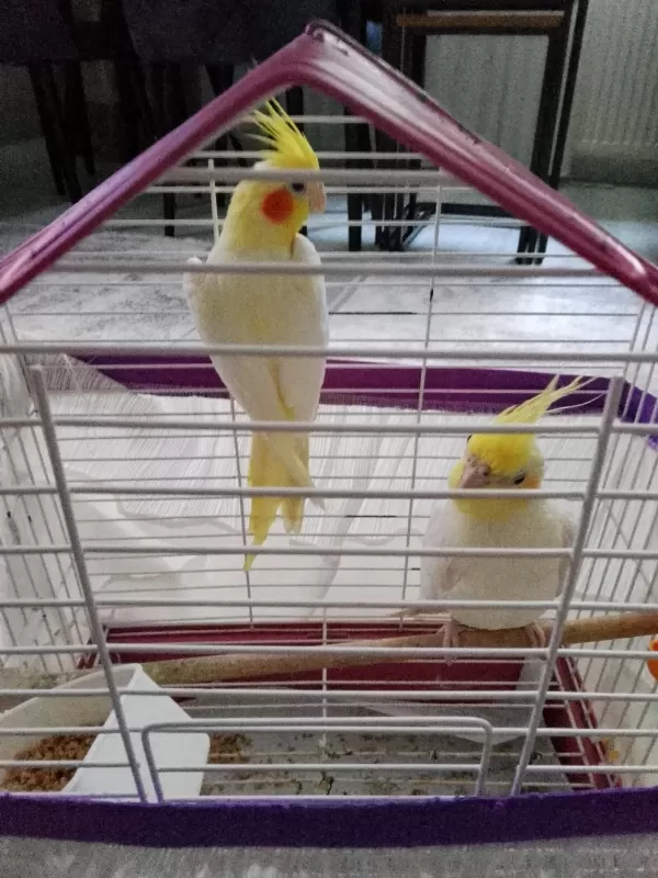 Pf Mutasyon Ve Lutino Sultan Papağanı