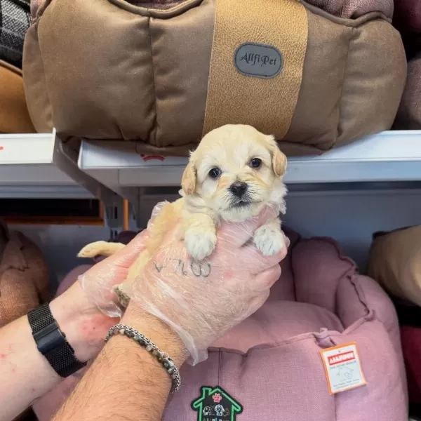 Bebek Yüzlü Maltipoo Yavrularımız