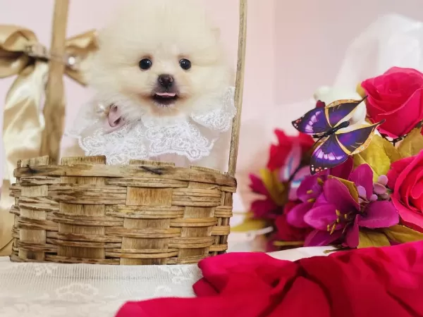 Pomeranian Boo Dişi Ve Erkek Yavrular