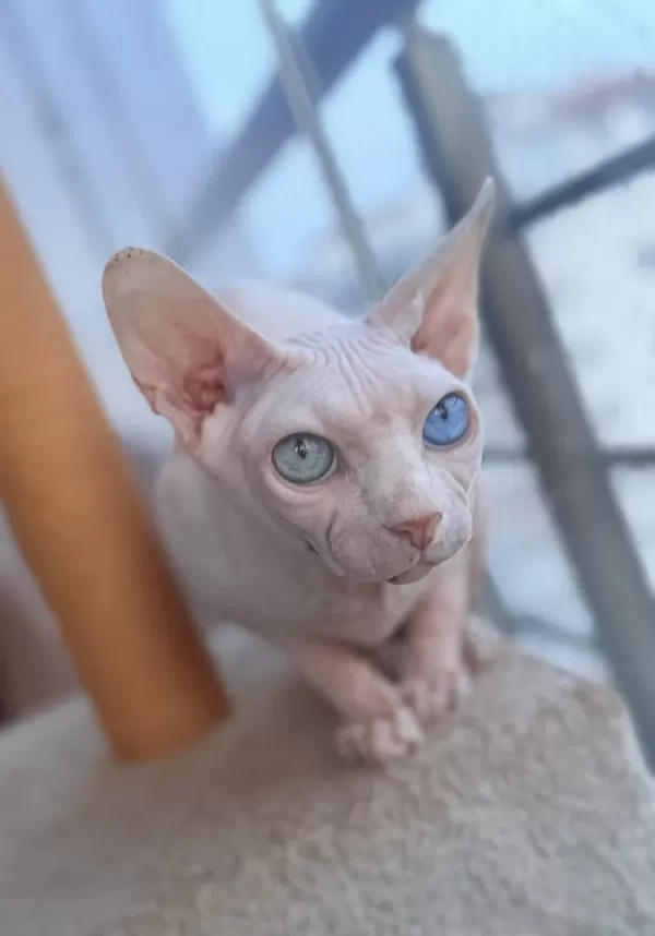 Odd Eyes 0 Tüy Lekesiz Pembe Yavru Sfenks