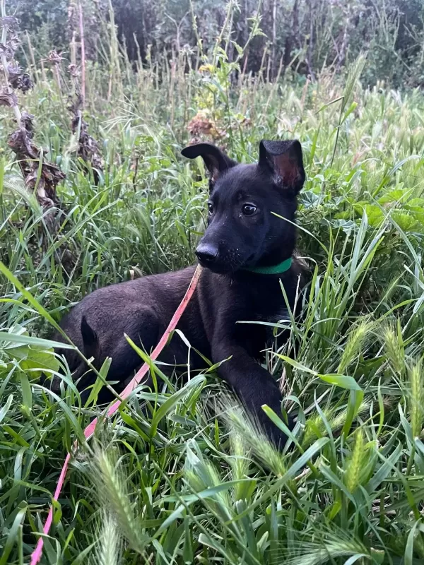 A Kalite Arayana Full Aşılı Erkek Malinois Yavru