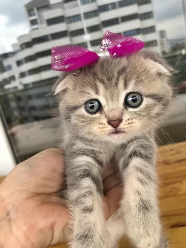 Scottish Fold Yavru Kedimiz