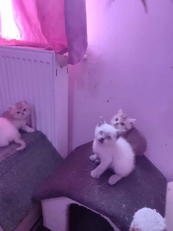 4 Erkek 1 Dişi A Kalite Kedilerimiz Yuva Ariyor