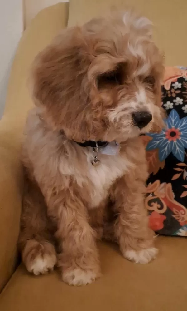 Çok Tatlı Maltipoo Yavrusu