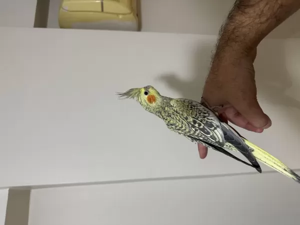 Bayram Şekeri Jumbo Erkek Sultan Papağanı