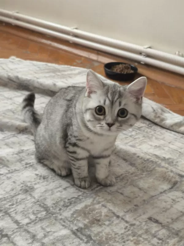 Uygun 4 Aylık British Shorthair Silver Yavrular