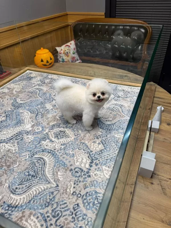 Ayıcık Surat Pomeranian Boo