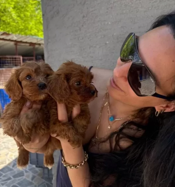 Maltipoo Yavrularım Saglık Ve Irk Garantilidir