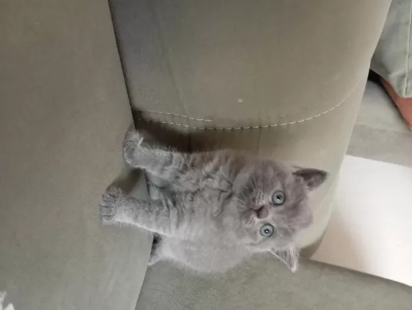 British Shorthair 2 Aylık