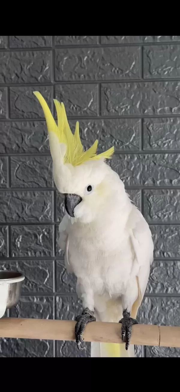 Full Evcil Kakadu Papağanı