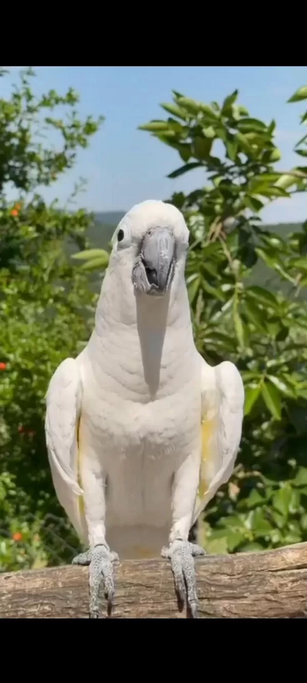 Full Evcil Tam Bir Çocuk Aile Dostu Kakadu