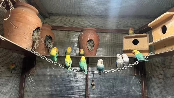 Cennet Papağanlar Yavru (üst Mutasyon)